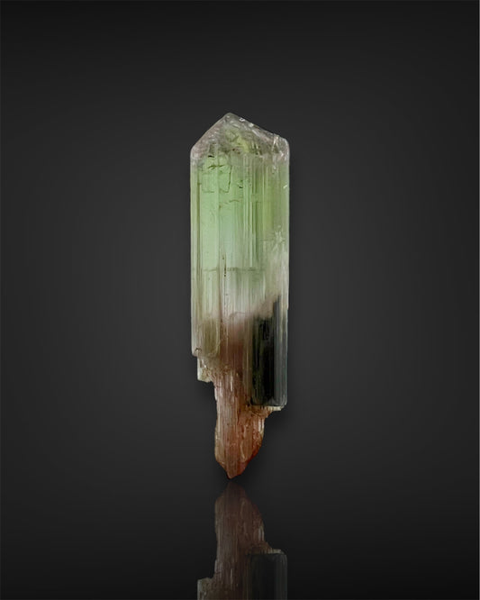 Multicolor Tourmaline Scepter Crystal from the Pedeneira Mine, Minas Gerais, Brazil