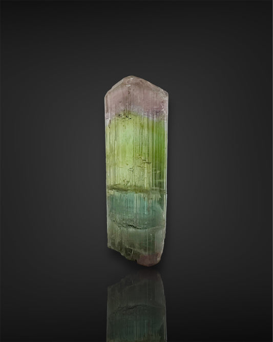 Multicolor Tourmaline Crystal from the Pedeneira Mine, Minas Gerais, Brazil